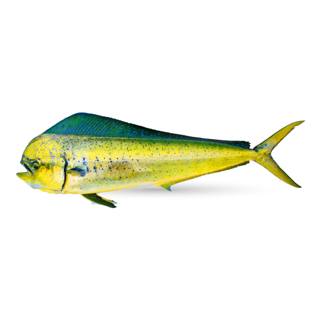 Mahi Mahi Ofisheries