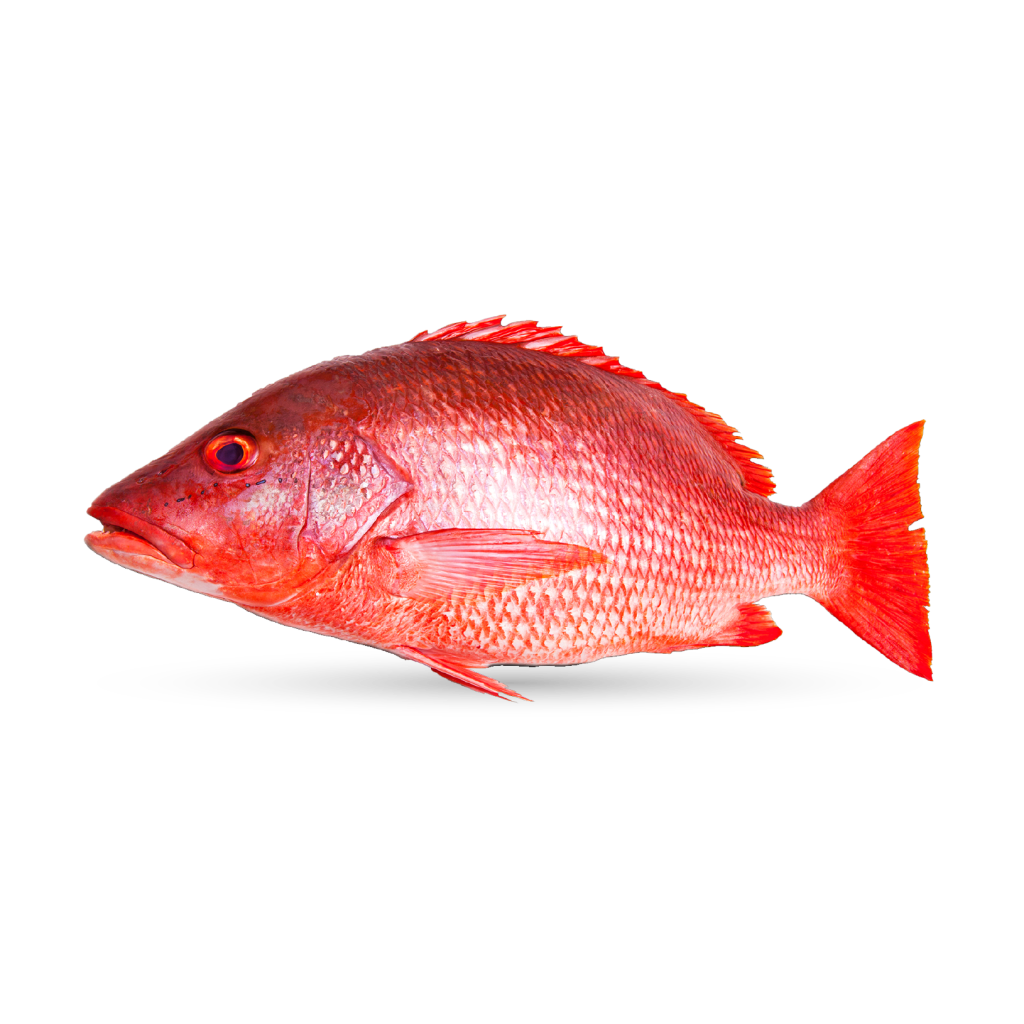 Red Snapper Ofisheries